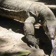 MolotovCocktailPølser