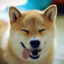 Shiba News Network