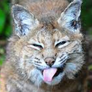 shovelkosetchaglamour