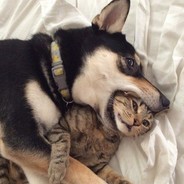 拉登是我干掉的