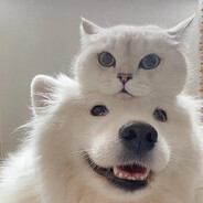 НЕТУТАЧКИН