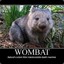 Wombat