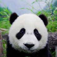 大熊猫