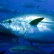 Tuna