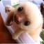 Baby Sloth King