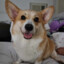 Corgi Man