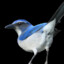 ScrubJay