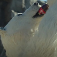 CokeTastyBear