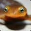 A Salamander