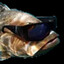 Cool Fish