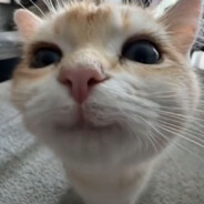 [𝑳𝑨𝒁𝒀] ex1st