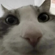 P0MP0M avatar