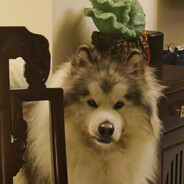 穿上七度梅开二度