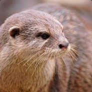 vllasukov avatar