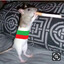Happy Rat