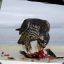 greedy falcon