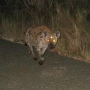 The Immortal Gilgamesh