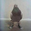Nimble_pigeon32