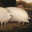 brother may I have some oats