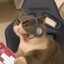 огуречик 228