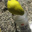 Patty