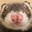 meme ferret