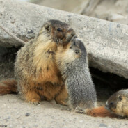 YoungMarmot - Allkeyshop