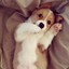 corgiwu