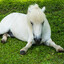 White Horse