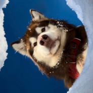 开挖机创鼠早八走狗