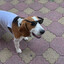 DAVID_SEX_DOGS
