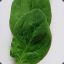 &lt;(L)&gt; Baby Spinach