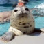 Popular Seal