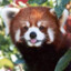 the_one_redpanda