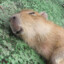 retired Capybara