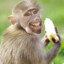 Monkeys love bananas