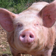 🔨 Gros_Porc ♠ SKINS 🔨