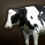 Bos Taurus Taurus