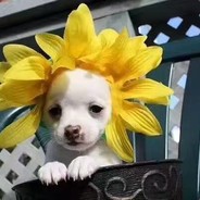 快乐的咩咩大猫~