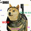 Doge Scout