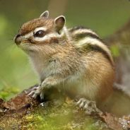holy_chipmunks - steam id 76561197965643476