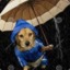 raindog