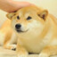 Doge
