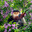 monkey in bloom