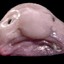 SlimyBlobfish