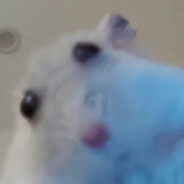 Hamster