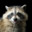 Trash panda's Avatar