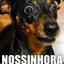 Ze do Vaqui 3