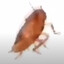 ROACH