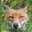 赤狐の上昇 Steam avatar